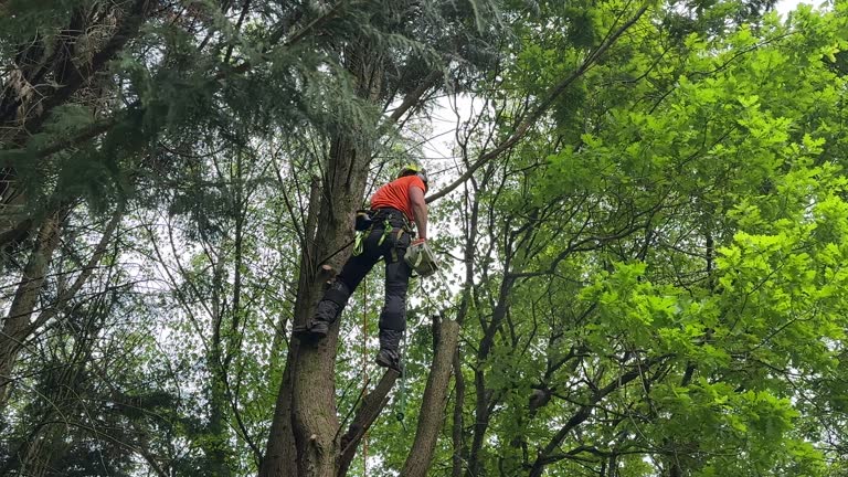 Best Tree Maintenance Programs  in Mount Vernon, OH