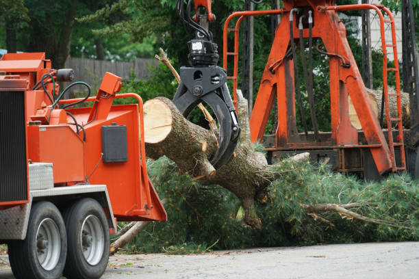 Best Palm Tree Trimming  in Mount Vernon, OH